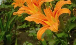 忘忧草社区WWW日本直播91,揭秘日本直播91的独特魅力