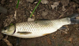 钓草鱼视频,跟随视频学钓鱼